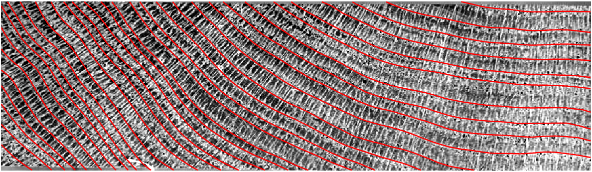 Cernes repérés en couleur sur la photographie de la section de bois.
