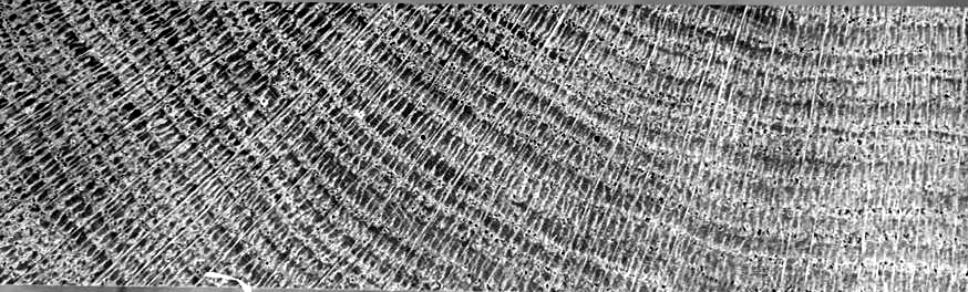 Photographie de bois de bout utilisée dans la présentation de WoodSim.